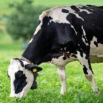 Precio de la leche en la UE sube 7,7 % interanual en septiembre 2025 4 Precio de la leche en la UE sube 7,7 % interanual en septiembre 2025