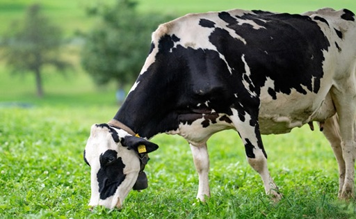 Precio de la leche en la UE sube 7,7 % interanual en septiembre 2025