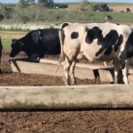 Precio de la leche: subió solo 9 % , hoy está en su valor más bajo en dólares 1 Precio de la leche subió solo 9 % , hoy está en su valor más bajo en dólare