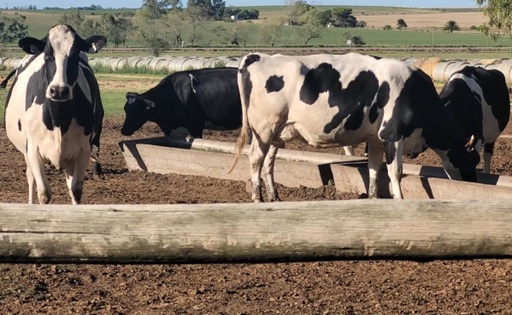 Precio de la leche subió solo 9 % , hoy está en su valor más bajo en dólare