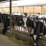 Precio medio de la leche en Europa baja 2,6 % en septiembre