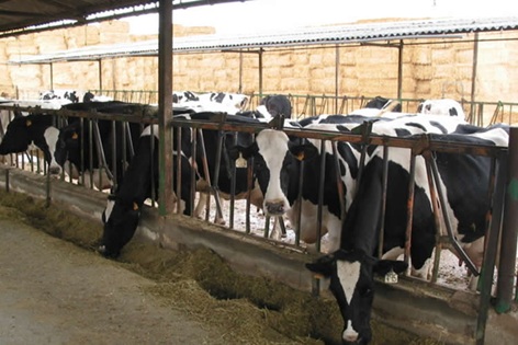 Precio medio de la leche en Europa baja 2,6 % en septiembre