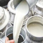 Precio récord del litro de leche impulsa a ganaderos en Córdoba y Sucre