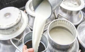 Precio récord del litro de leche impulsa a ganaderos en Córdoba y Sucre