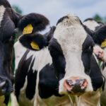 Producción global en alza presiona precios, pero 2026 traerá alivio 2 Producción global en alza presiona precios, pero 2026 traerá alivio