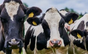 Producción global en alza presiona precios, pero 2026 traerá alivio