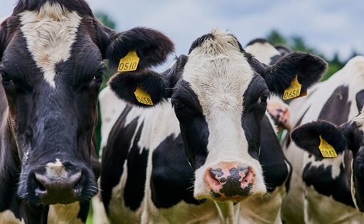 Producción global en alza presiona precios, pero 2026 traerá alivio