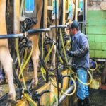 Productores acusan al Fondo Proleche de frenar el crecimiento