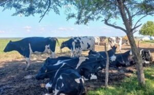 Productores entrerrianos alertan por el estancamiento del precio de la leche