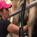 Productores uruguayos reclaman que fondos lácteos vayan al INALE