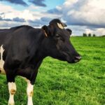 Recepción de leche en Chile crece 8,1 % hasta septiembre de 2025 2 Recepción de leche en Chile crece 8,1 % hasta septiembre de 2025