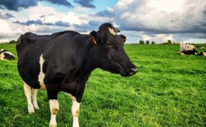 Recepción de leche en Chile crece 8,1 % hasta septiembre de 2025