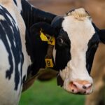 Río Bueno se consolida como la comuna de mayor producción de leche en Chile 1 Río Bueno se consolida como la comuna de mayor producción de leche en Chile