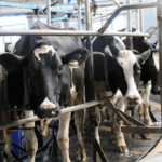 Robotización la nueva era de la leche