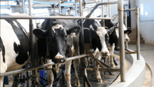 Robotización la nueva era de la leche