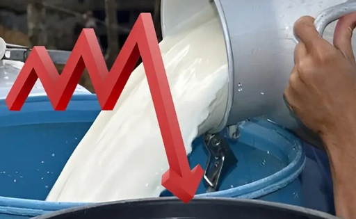 Se desploma el precio de la leche en Arauca cae 9 % en un mes