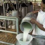 Sector lechero del Beni declara emergencia por suspensión del acopio de leche
