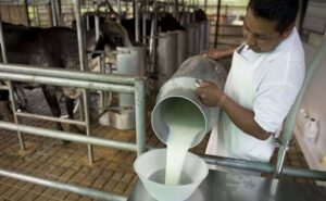 Sector lechero del Beni declara emergencia por suspensión del acopio de leche