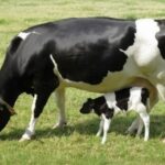 Suben los costos en plena baja de precios lácteos