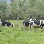 Un modelo ganadero sostenible transforma vidas en el Alto Putumayo 2 Un modelo ganadero sostenible transforma vidas en el Alto Putumayo