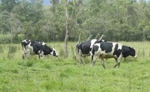 Un modelo ganadero sostenible transforma vidas en el Alto Putumayo
