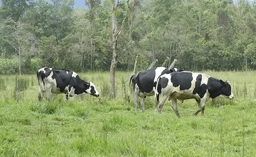 Un modelo ganadero sostenible transforma vidas en el Alto Putumayo