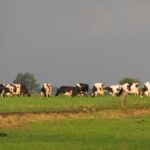 Argentina, con potencial para ser potencia láctea global 1 Argentina, con potencial para ser potencia láctea global