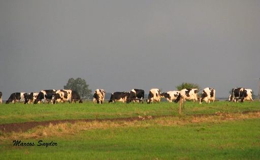 Argentina, con potencial para ser potencia láctea global