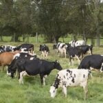 Boyacá impulsa una ganadería sostenible con nuevo acuerdo estratégico 1 Boyacá impulsa una ganadería sostenible con nuevo acuerdo estratégico