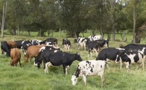 Boyacá impulsa una ganadería sostenible con nuevo acuerdo estratégico