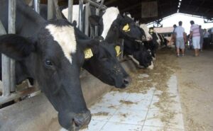 Brasil se afianza como el cuarto productor mundial de leche