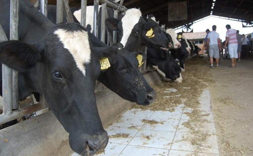 Brasil se afianza como el cuarto productor mundial de leche