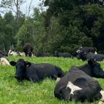 Chile define su hoja de ruta para un lácteo más competitivo