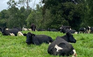 Chile define su hoja de ruta para un lácteo más competitivo