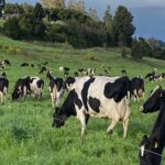 Chile proyecta un repunte lácteo del 7,5% en 2025