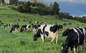 Chile proyecta un repunte lácteo del 7,5% en 2025