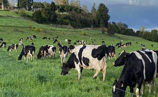 Chile proyecta un repunte lácteo del 7,5% en 2025