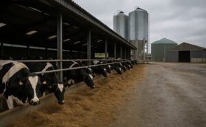 Cómo evolucionará el sector lácteo europeo hacia 2035