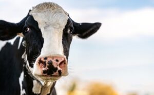 Crece 7,3% la recepción nacional de leche en Chile en 2025