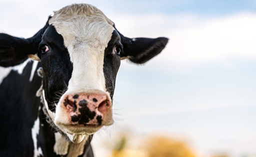 Crece 7,3% la recepción nacional de leche en Chile en 2025