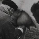 De 4 a 40 litros: salto histórico en la producción de leche 1 De 4 a 40 litros salto histórico en la producción de leche