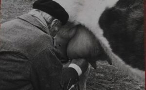 De 4 a 40 litros salto histórico en la producción de leche