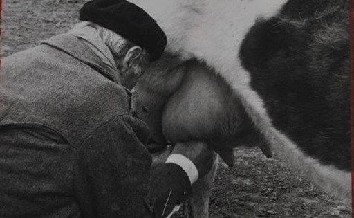 De 4 a 40 litros salto histórico en la producción de leche