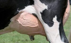 Detectan clorato en leche y refuerzan controles a productores