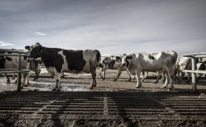 El sector lácteo bajo presión por los ajustes