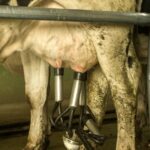 Empresa lechera santafesina entra en concurso por fuerte deuda bancaria