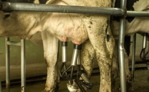 Empresa lechera santafesina entra en concurso por fuerte deuda bancaria