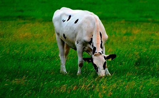 España consolida su lechería nace CoRural, un gigante de €600 millones y 1.400 productores
