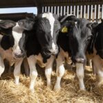 Esto proyecta el USDA para la producción global de leche en 2026 p