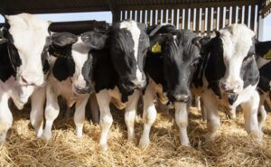 Esto proyecta el USDA para la producción global de leche en 2026 p